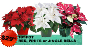 Poinsettia 10-inch Pot